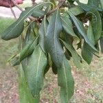 Pittosporum viridiflorum Leaf