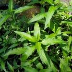 Persicaria hydropiper পাতা