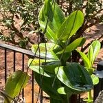 Vanilla inodora Hoja