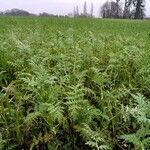 Phacelia tanacetifolia Hábito