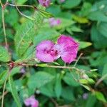 Impatiens glanduliferaBlüte