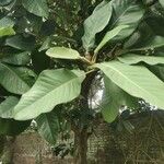 Magnolia delavayi Φύλλο