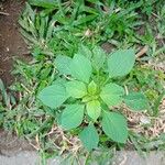 Acalypha indica Blad