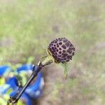 Datura metel Frucht