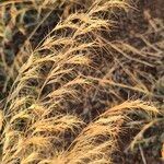 Aristida adscensionis Fruit