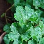 Pelargonium peltatumLeaf