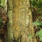 Baphia pubescens Φλοιός