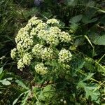 Heracleum sibiricumKvet