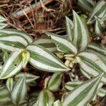 Tradescantia zebrina Blad