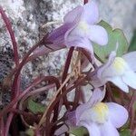 Cymbalaria muralis Flower