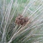 Juncus acutus Flower