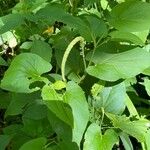 Saururus cernuus Leaf