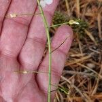 Arabidopsis halleri Плід