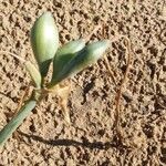 Pancratium maritimum Leaf