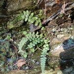 Asplenium foreziense Costuma