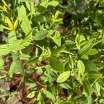 Baptisia sphaerocarpa Levél