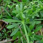 Galium aparine पत्ता