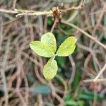 Salix aurita Листок