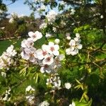 Pyrus cordata Flower