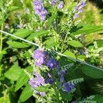 Scutellaria incana Flor