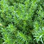 Galium album Leaf