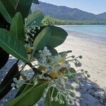 Calophyllum inophyllum 花