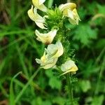 Pedicularis ascendens Flower