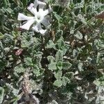 Silene succulenta Kukka