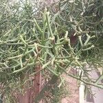 Euphorbia arahaka Fulla