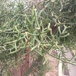 Euphorbia arahaka Yaprak