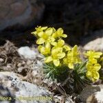 Draba hispanica Habitat