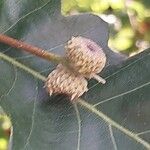 Quercus macrocarpa Fruit