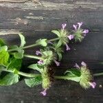 Clinopodium vulgareFlor