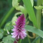 Deeringia spicata Flower