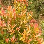 Photinia glabra Blad