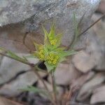 Bupleurum baldense Flower