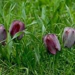 Fritillaria tubaeformis Õis