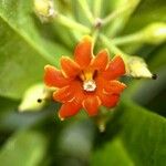 Bonellia macrocarpa Virág