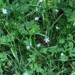 Stellaria graminea Libunga
