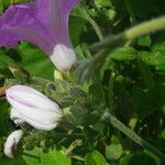 Ipomoea rubens Цвят