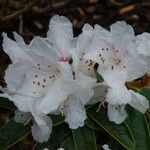 Rhododendron adenogynum Flower