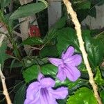 Ruellia lactea Flower