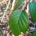 Rubus macrophyllus Blad