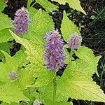 Agastache foeniculum Flower