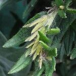 Glandora prostrata 花