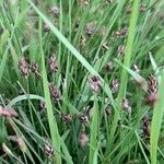 Isolepis cernua Fruit