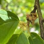 Hamamelis virginiana Frukt