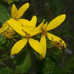 Bidens reptans Flower