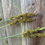 Carex vulpinoidea Flor