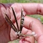 Eustachys paspaloides Feuille